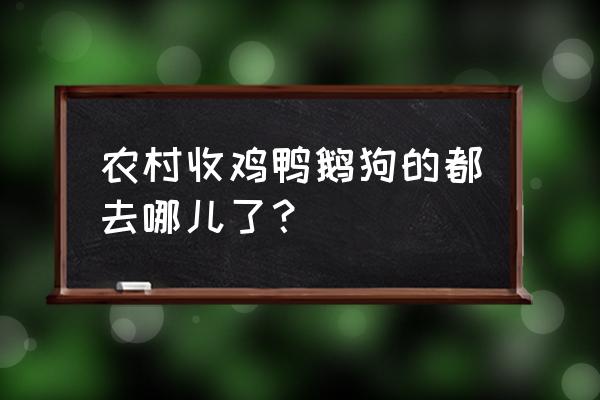 上饶哪里回收鹅 农村收鸡鸭鹅狗的都去哪儿了？