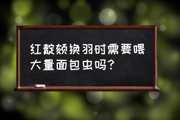 红点颏鸟换毛时吃什么饲料 红靛颏换羽时需要喂大量面包虫吗？