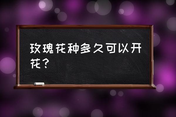 玫瑰播种后多久能开花 玫瑰花种多久可以开花？