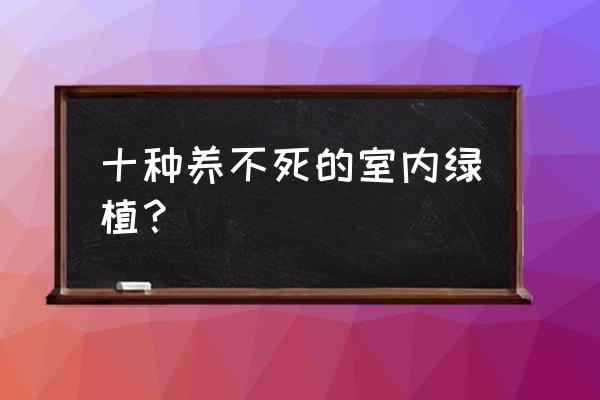 哪种植物在室内好养 十种养不死的室内绿植？