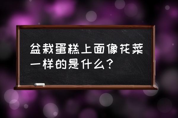 哪里有卖花盆蛋糕的 盆栽蛋糕上面像花菜一样的是什么？