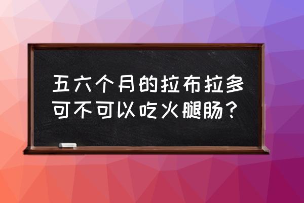 五个月大拉布拉多吃什么 五六个月的拉布拉多可不可以吃火腿肠？