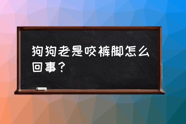 狗咬裤子是啥意思 狗狗老是咬裤脚怎么回事？