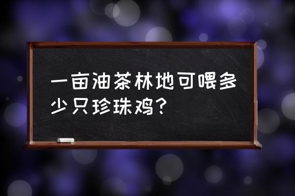 茶山里可以放养鸡吗 一亩油茶林地可喂多少只珍珠鸡？