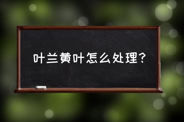 兰花叶子发黄怎么补救 叶兰黄叶怎么处理？