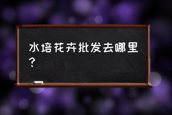 哪里有水生植物批发 水培花卉批发去哪里？