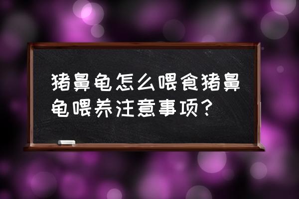 猪鼻龟一天吃多少饲料 猪鼻龟怎么喂食猪鼻龟喂养注意事项？