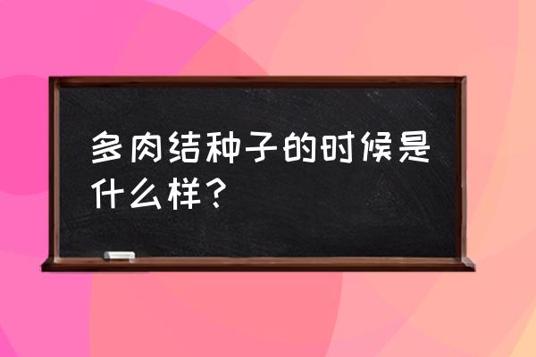 多肉植物的果实是什么样的 多肉结种子的时候是什么样？