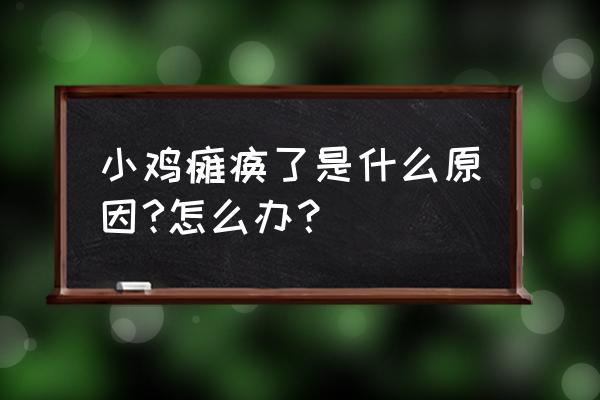 饲料中钙磷比例失调出现什么情况 小鸡瘫痪了是什么原因?怎么办？