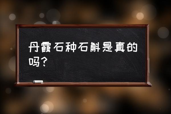 盆栽铁皮石斛用丹霞石种吗 丹霞石种石斛是真的吗？