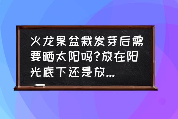 火龙果要晒太阳吗盆栽 火龙果盆栽发芽后需要晒太阳吗?放在阳光底下还是放在阴凉地？