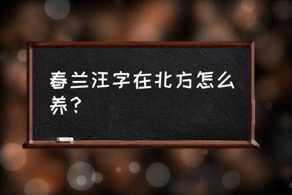 汪字兰花多少钱一苗 春兰汪字在北方怎么养？