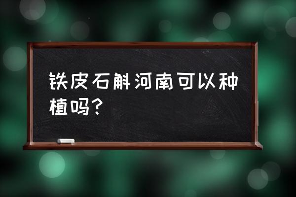 河南有铁皮石斛养殖基地吗 铁皮石斛河南可以种植吗？