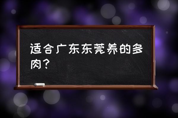 东莞可以种植什么盆栽 适合广东东莞养的多肉？