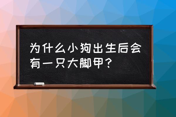 土狗脚上为什么会多一个指甲 为什么小狗出生后会有一只大脚甲？