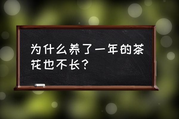 山茶花盆栽长着慢吗 为什么养了一年的茶花也不长？