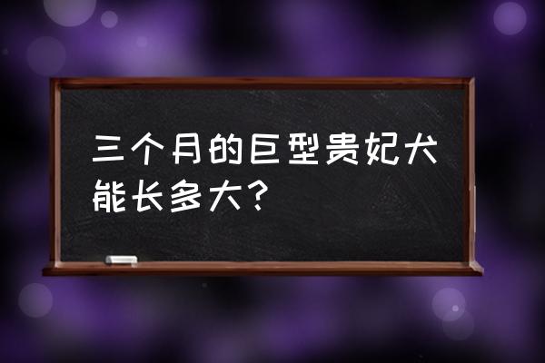 贵宾犬三个月什么样子 三个月的巨型贵妃犬能长多大？