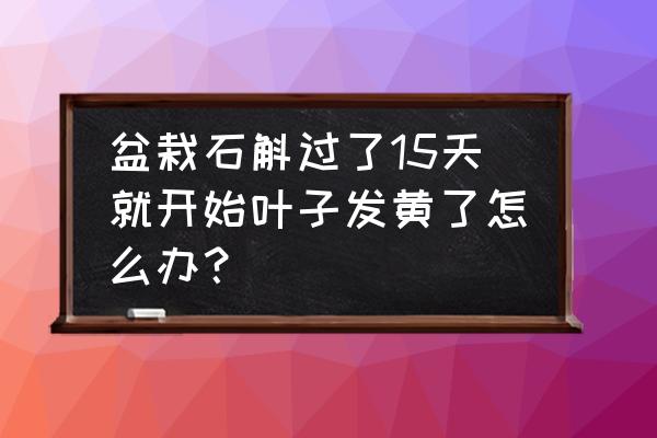 盆景铁皮石斛多久浇一次水 盆栽石斛过了15天就开始叶子发黄了怎么办？