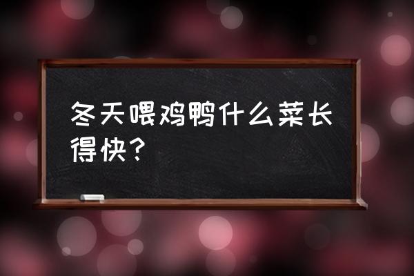 白菜怎样做青出鸡饲料 冬天喂鸡鸭什么菜长得快？