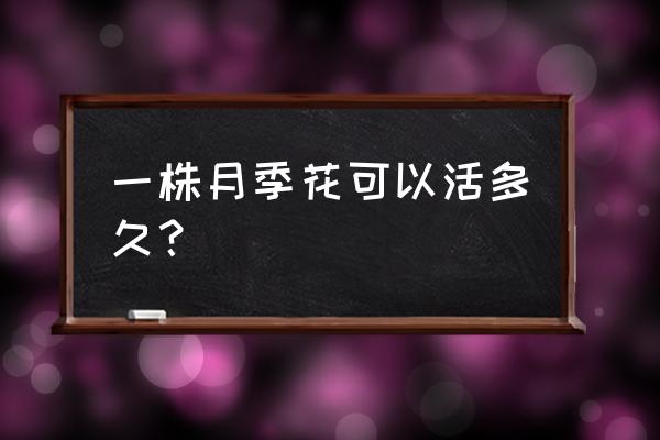 灌木月季花寿命多长 一株月季花可以活多久？