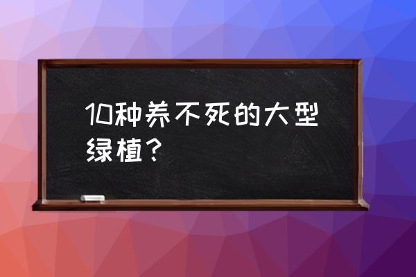 什么大型植物室内最好养活 10种养不死的大型绿植？