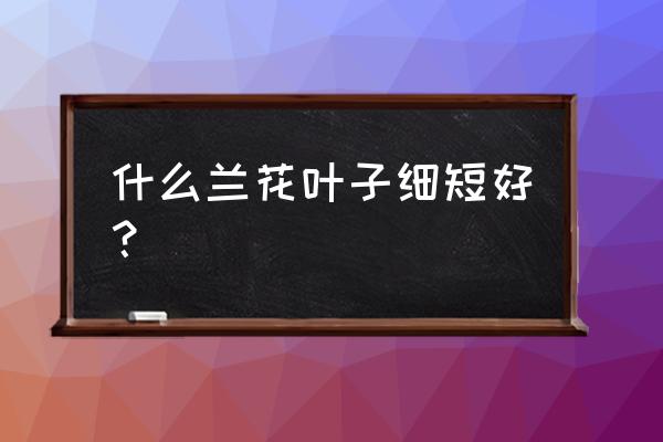 哪种短叶兰花好种 什么兰花叶子细短好？