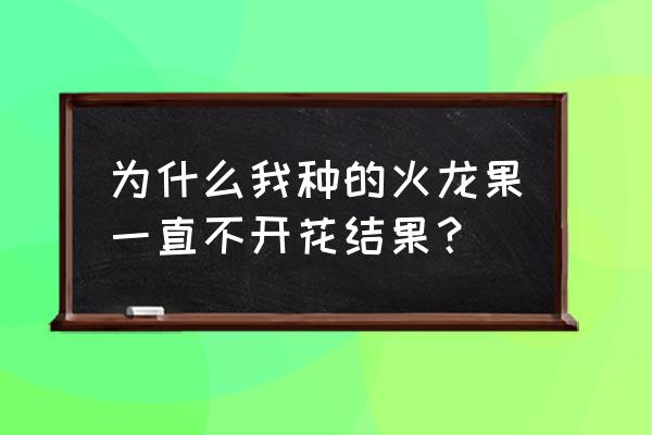 火龙果树盆栽怎么不开花 为什么我种的火龙果一直不开花结果？