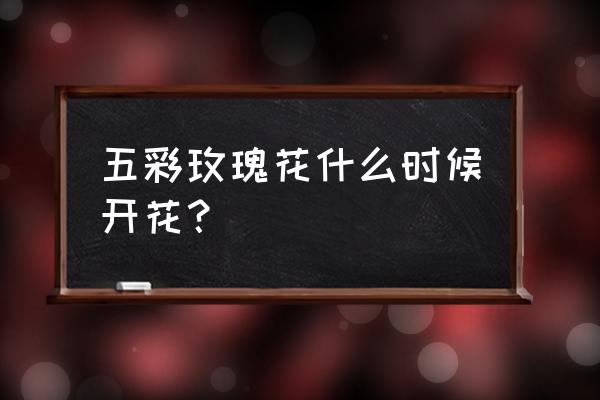 彩色玫瑰在哪里 五彩玫瑰花什么时候开花？