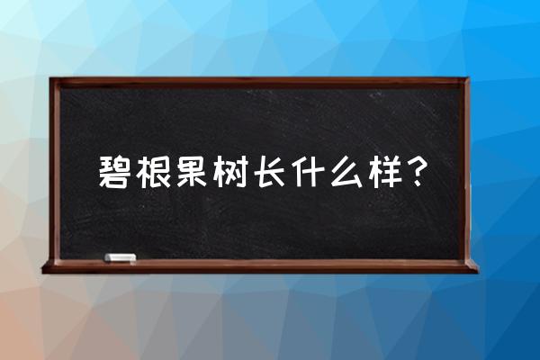 碧根果树每年几月份出叶子 碧根果树长什么样？