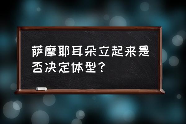 萨摩耶把耳朵收起来是什么意思 萨摩耶耳朵立起来是否决定体型？