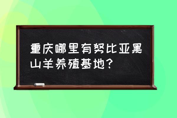 重庆哪里有养羊基地 重庆哪里有努比亚黑山羊养殖基地？