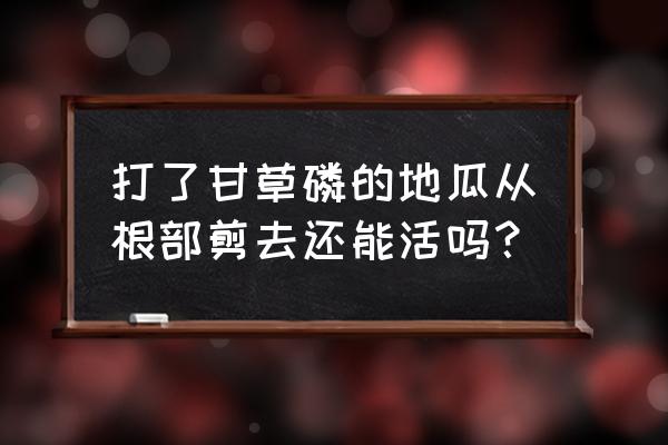 甘草磷除草剂能除根吗 打了甘草磷的地瓜从根部剪去还能活吗？