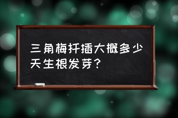 三角梅扦插多久才会生根发芽 三角梅扦插大概多少天生根发芽？