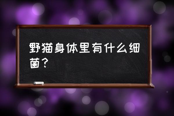 流浪猫都有哪些传染病 野猫身体里有什么细菌？