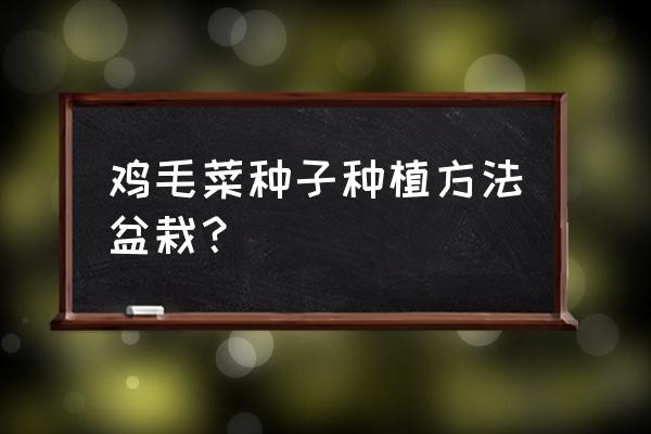 鸡毛菜浇水正确方法 鸡毛菜种子种植方法盆栽？