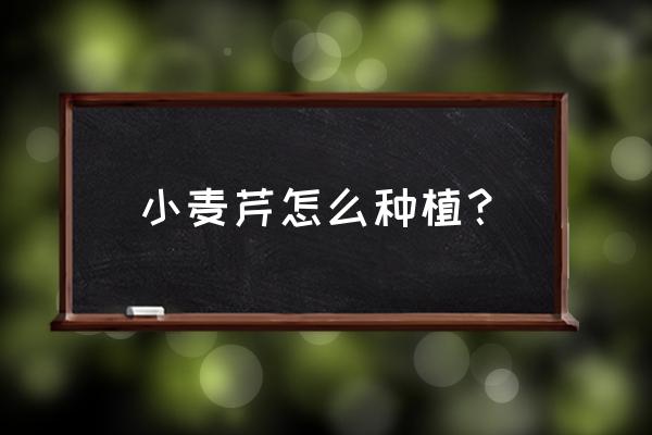 田野的小麦草怎么吃 小麦芹怎么种植？