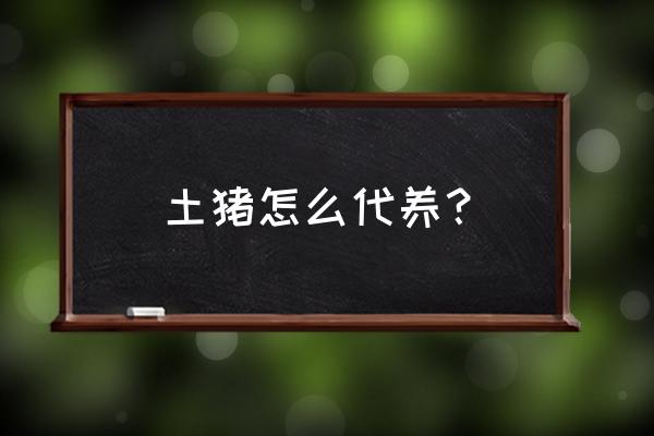 土猪高效健康养殖技术 土猪怎么代养？