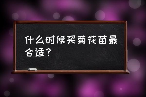 菊花脑几月份移栽最好 什么时候买菊花苗最合适？