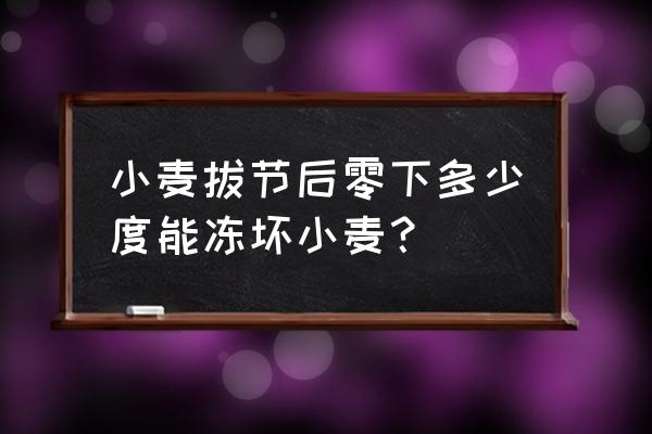 小麦防冻的最好方法 小麦拔节后零下多少度能冻坏小麦？