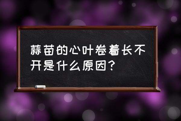 蒜苔不好抽有啥办法 蒜苗的心叶卷着长不开是什么原因？