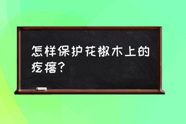 花椒直播账号保护怎么开启 怎样保护花椒木上的疙瘩？