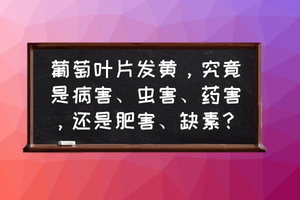 夏季谨防园林树木的病理性黄化病 葡萄叶片发黄，究竟是病害、虫害、药害，还是肥害、缺素？