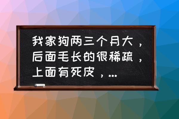 狗狗六个月毛发干燥怎么办 我家狗两三个月大，后面毛长的很稀疏，上面有死皮，他经常舔那里，是一种病吗？