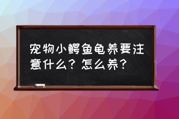 鳄鱼龟怎么养才容易大 宠物小鳄鱼龟养要注意什么？怎么养？