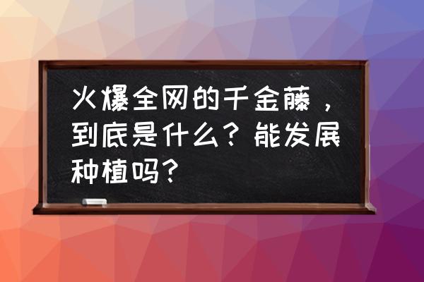 摩尔庄园浆果丛林的藤蔓在哪里 火爆全网的千金藤，到底是什么？能发展种植吗？