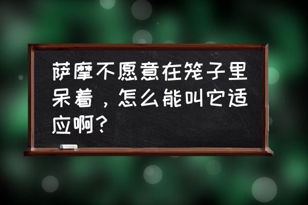 怎么训练好一只萨摩耶犬 萨摩不愿意在笼子里呆着，怎么能叫它适应啊？