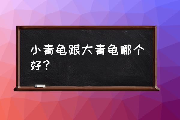 新手养小青龟最好方法 小青龟跟大青龟哪个好？