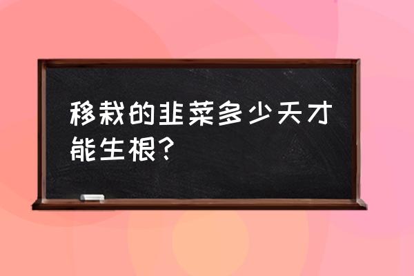 怎么移栽韭菜最快 移栽的韭菜多少天才能生根？