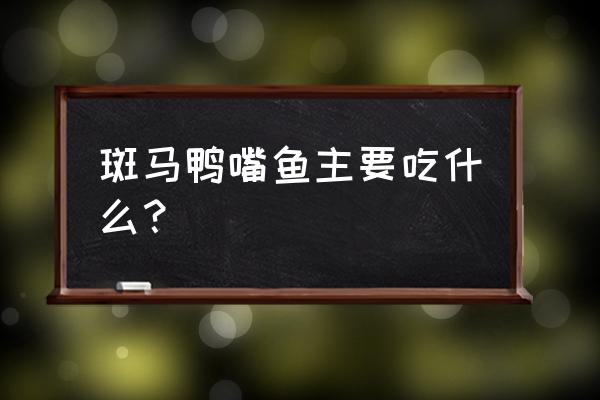 鸭嘴鱼在家怎么养 斑马鸭嘴鱼主要吃什么？