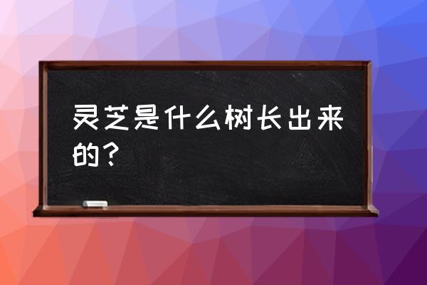 松树灵芝怎么吃才最好 灵芝是什么树长出来的？